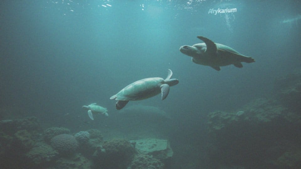 Jakie zwierzęta są częścią fauny Afryki w Afrykarium?